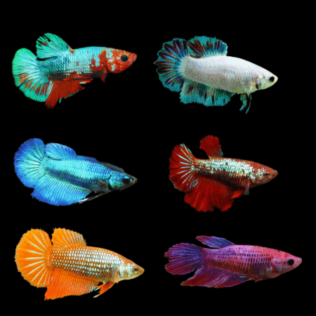 Metallic Half Moon Betta Assorted Female 3cm