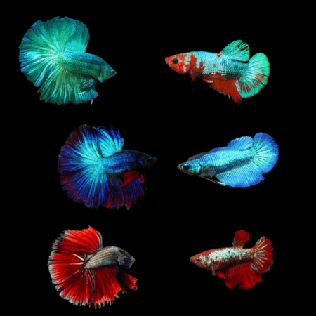 Metallic Half Moon Betta Assorted Pair's Male & Female 3cm