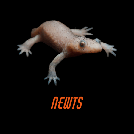 Newts