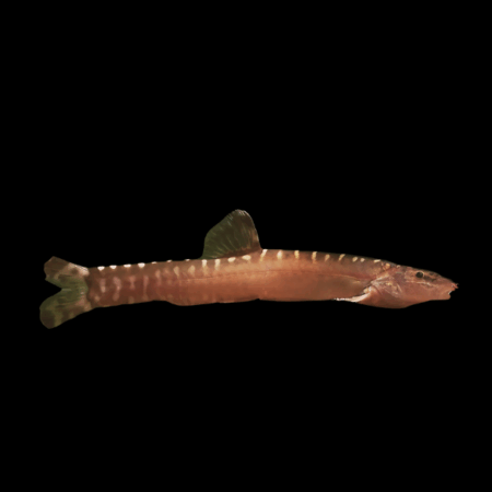 One Guilin Loach Leptobotia Guiliensis 4cm