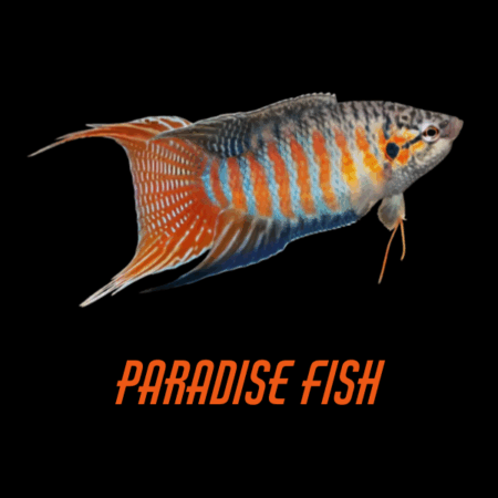 Paradise Fish