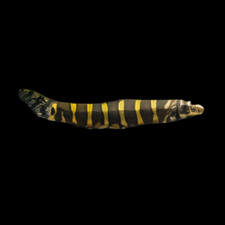 Serpent Loach Serpenticobitis Octozona 4cm