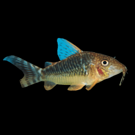 Seuss Corydoras Seussi 3cm Catfish