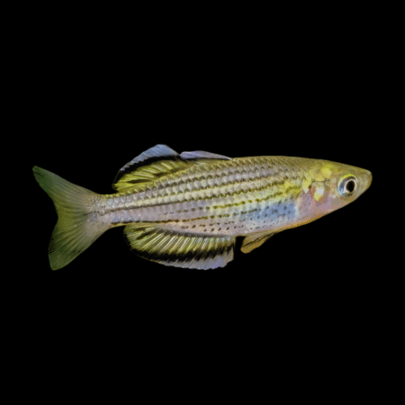 Skull Creek Rainbow Fish Melanotaenia Sahulensis 5cm