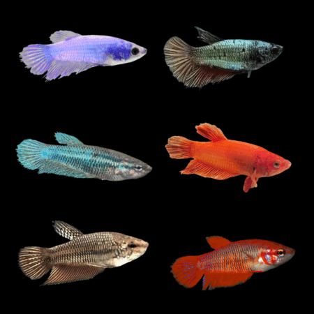 Standard Betta Assorted Female 3cm