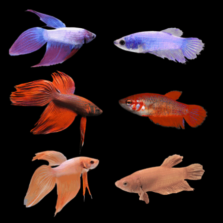 Standard Betta Assorted Pair's Male & Female 3cm