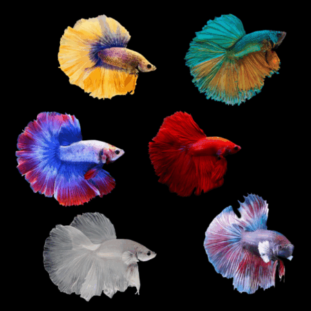 Assorted Betta Super Delta