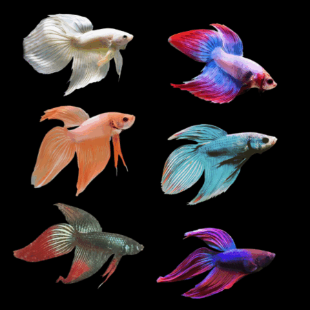 Veiltail Betta Assorted Male 3cm