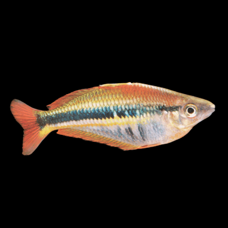 Wapoga Red Rainbow Fish Chilatherina Alleni 5cm