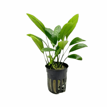 Five Potted Plants Wrinkle Leaf Anubias Plant Anubias Barteri