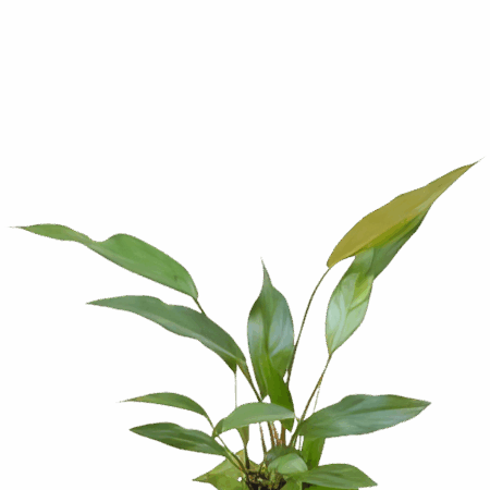 Five Potted Plants Lance Leaf Anubias Plant Anubias Lanceolata