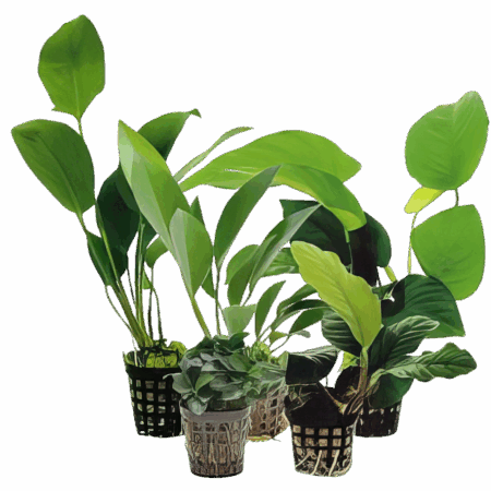 Ten Potted Plants Assorted Anubias Plants