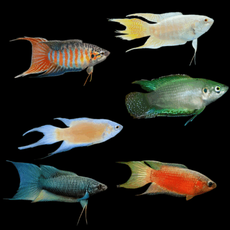 A1 Paradise Fish 10 x Assorted Paradise Fish 4cm - Auction