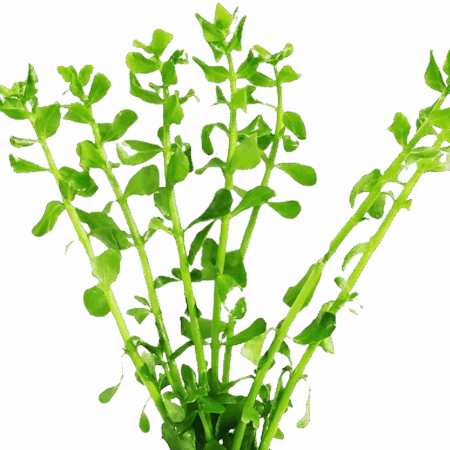 Five Potted Plants Moneywort Plant Bacopa Monnieri