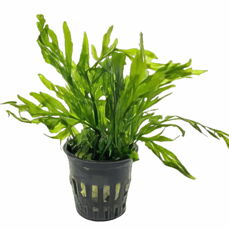 Five Potted Plants African Water Fern Plant Bolbitis Heudelotii
