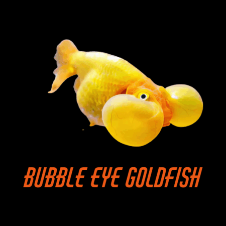 Bubble Eye Goldfish