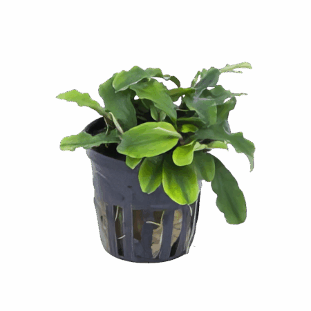 Five Potted Plants Green Wavy Bucephalandra Plant Bucephalandra Sp