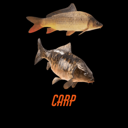Carp