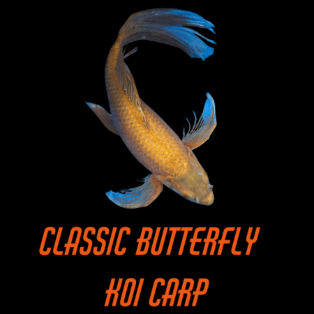 Classic Butterfly Koi Carp