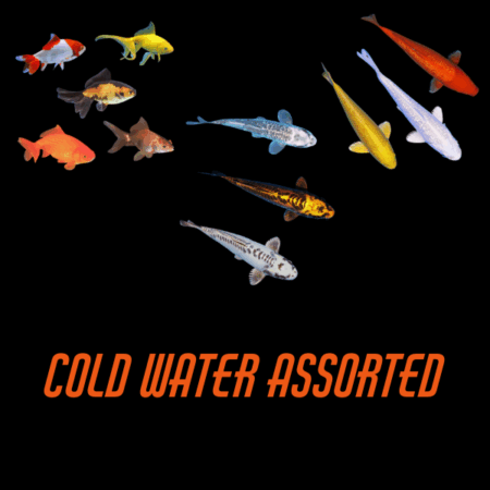 Cold Water Assorted