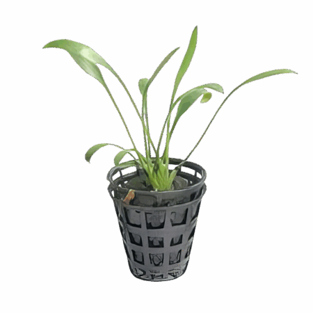 Five Potted Plants Axelrods Red Crypt Plant Cryptocoryne Axelrodii