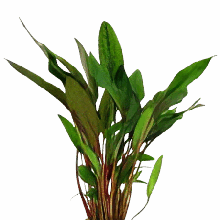 Five Potted Plants Beckett's Crypt Plant Cryptocoryne Becketii