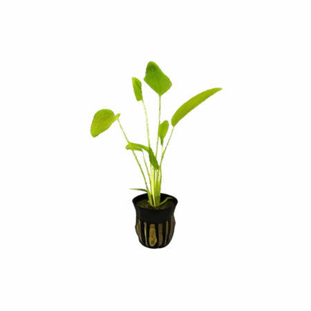 Five Potted Plants Radican Sword Plant Echinodorus Cordifolius