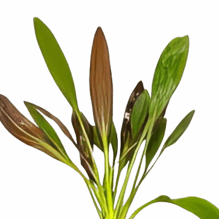 Five Potted Plants Horemanii Sword Plant Echinodorus Horemani