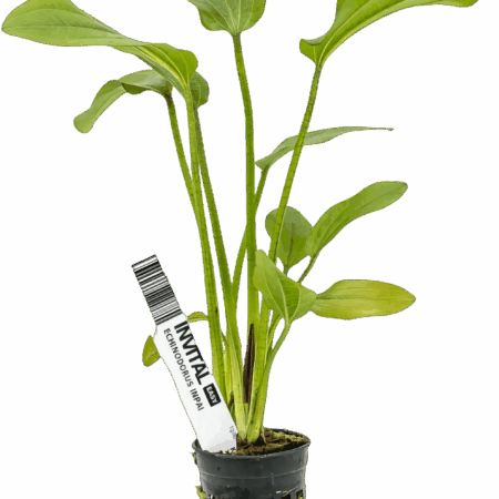 Five Potted Plants Inpai Sword Plant Echinodorus Inpai