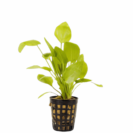 Five Potted Plants Jan Harbich Sword Plant Echinodorus Jan Harbich