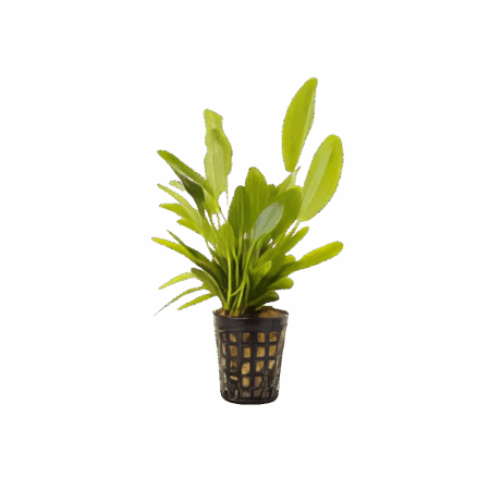 Five Potted Plants Lena Sword Plant Echinodorus Lena