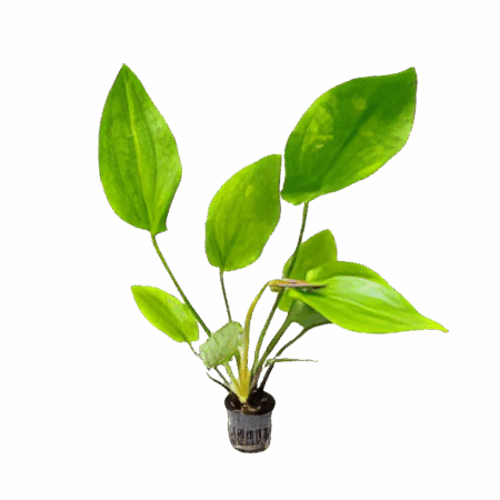 Five Potted Plants Large Leaf Sword Plant Echinodorus Macrophyllus