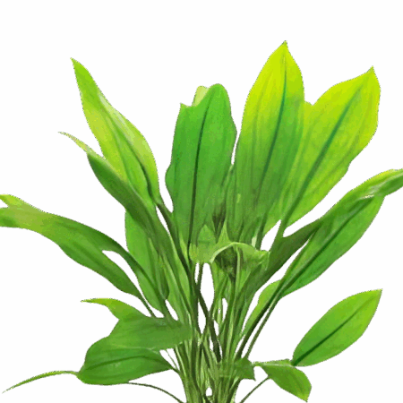 Five Potted Plants Major Amazon Sword Plant Echinodorus Sp