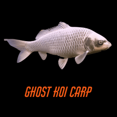 Ghost Koi Carp