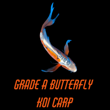 Grade A Butterfly Koi Carp