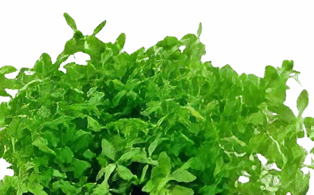 Five Potted Plants Pearl Weed Plant Hemianthis Micranthemoides