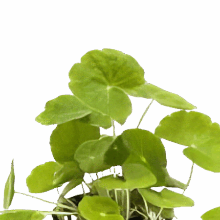 Five Bunched Plants Brazilian Pennywort Plant Hydrocotyle Leucocephala
