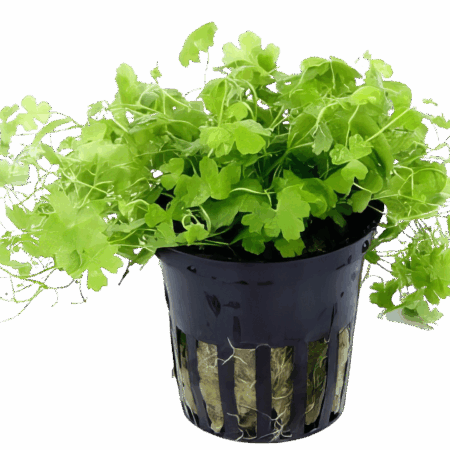 Five Potted Plants Japanese Clover Plant Hydrocotyle Japan