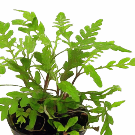 Five Potted Plants Indian Swampweed Plant Hygrophila Pinnatifida