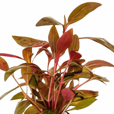 Five Potted Plants Red Hygro Plant Hygrophila Sp