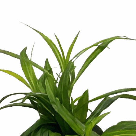 Five Potted Plants Narrow Leaf Hygrophila Plant Hygrophila Stricta