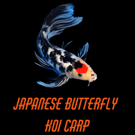 Japanese Butterfly Koi Carp