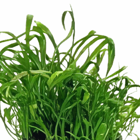 Five Potted Plants New Zealand Micro Sword Plant Lilaeopsis Novae Zelandiae