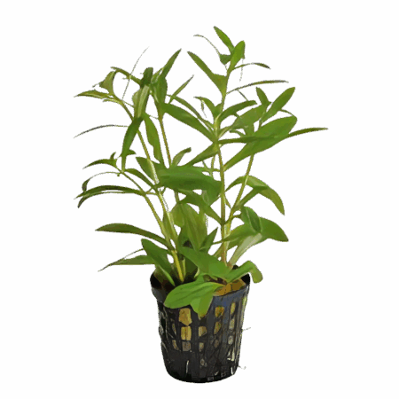 Five Potted Plants Aromatic Limnophila Plant Limnophila Aromatica