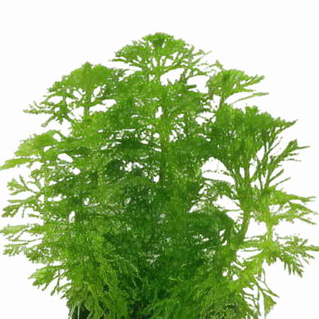 Five Bunched Plants Asian Ambulia Plant Limnophila Sessiliflora