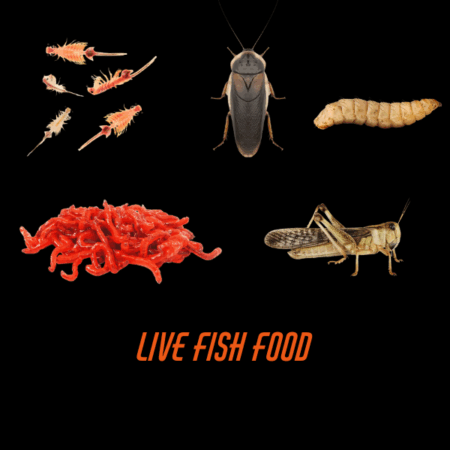 Live Fish Food