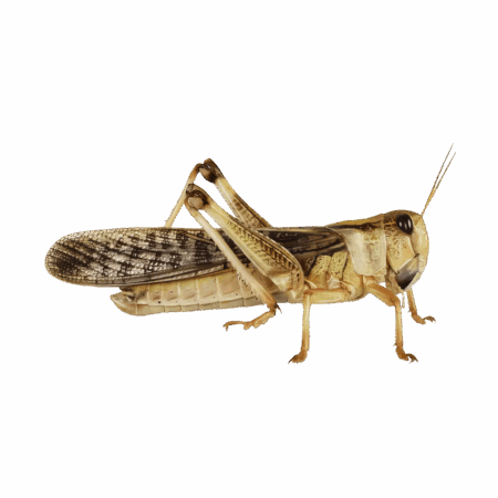 Live Locust Adult 35-50mm approx 6 Locusts
