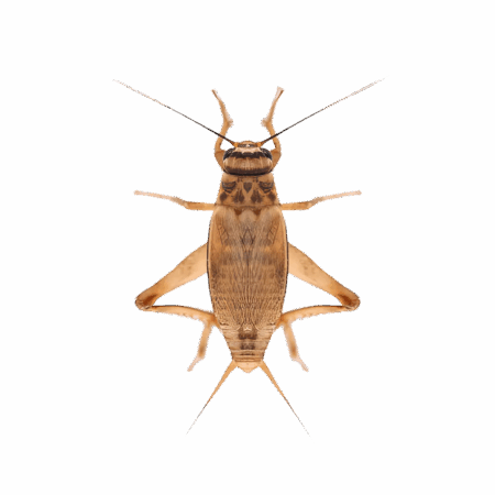 Live Silent Brown Cricket Standard 8-12mm approx 125 Crickets