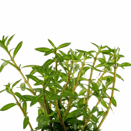 Five Potted Plants Needle Leaf Ludwigia Plant Ludwigia Arcuata