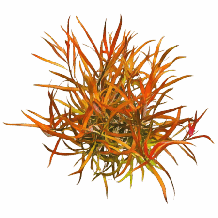 Five Potted Plants Narrow Leaf Ludwigia Plant Ludwigia Brevipes